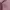 O'Neill Sportswear Track Jacket Wanita Pink