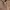 Human Greatness Hoodie Zip Up Dark Brown photo 2