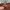 Colorbox brown skirt photo 3