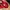 Fila Sportwear Casual Vintage Embroidered Strap Cap Red photo 5