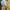kaos kerah pria kuning CASTLE BACKERS casual formal shirt photo 5