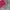 Tractop Converse  photo 3