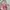 Tas Hush Puppies Canvas Tote Bag Pastel Pink photo 1