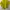 Lime Green Crop Top photo 2