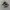 Vans Authentic Black White photo 1