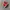 Vans Authentic Classic Red White photo 1