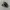 Vans Sk8 Low Black photo 1