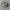 Vans Sk8 Low Chekerboard  photo 2