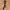 SNAKE pattern belt photo 1