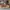 SB DUNK LOW PRO DARK RUSSET photo 3