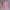 Celana Panjang High Waist Tapered Pink Preloved photo 1