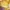 Champion basic y2k streetwear t-shirt pria yellow photo 5