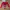 [NEW] Bikini set merah 3 piece dengan Outer Rajut photo 2