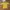 [NEW] Baju Knit Top Warna Kuning Mustard No Brand Rajut Halu