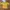 [NEW] Baju knit top warna kuning mustard no brand rajut halu photo 1
