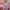 Dress baby pink photo 2