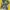 Fucking Awesome MLK Sage Yellow T Shirt