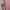 DRESS LILAC TANGAN BRUKAT PITA photo 3