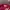 Aesthete Fuschia Tanktop photo 2