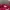 Aesthete Fuschia Tanktop
