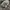 Dickies Double Knee Grey photo 5
