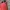 Pakaian adat Batik Pencil skirt Wanita red photo 3