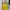 vest kuning (1) photo 1