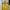 vest kuning (2) photo 1
