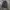 Buzz Ricksons Vintage Pakaian Nasional Parka Pria Brown Black