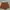 brown short pants  photo 1