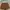 Brown Short Pants 