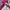 Streetwear Vintage Windbreaker Pria white pink photo 7