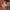 Adidas Gorpcore Track jacket Pria orange photo 4