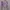Purple Lilac Top Lucu Korean Style  photo 1
