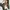 ZARA TRAFALUC FAUX FUX FUR REVERSIBLE BOMBER JACKET