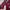 Dress bunga maroon photo 2