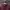 Lacoste Maroon Ziphoodie