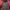 The North Face Gorpcore Track jacket Pria black red photo 2