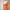 Princess Gown Orange photo 2