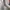 Adidas Adizero Evo SL Off White Better Scarlet photo 6