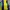 Kaos Outdoor Lafuma Baselayer Yellow Green  Gunung Hiking Tr photo 1