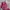 KIPLIIING Warna pink fanta mantul lengkap photo 4
