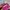 KIPLIIING Warna pink fanta mantul lengkap photo 3