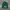 Stussy Streetwear Hat Pria green photo 1