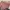 Sophie Martin Shoulder bag Wanita pink photo 2