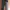 Longpants Dickies 874 photo 1