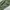 Cargo Uniqlo  Olive Green Color photo 3