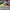 SB DUNK LOW SE FREE 99 MARKET photo 1