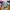 BUNGOU STRAY DOGS BUNDLE