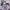 BUNGOU STRAY DOGS BUNDLE